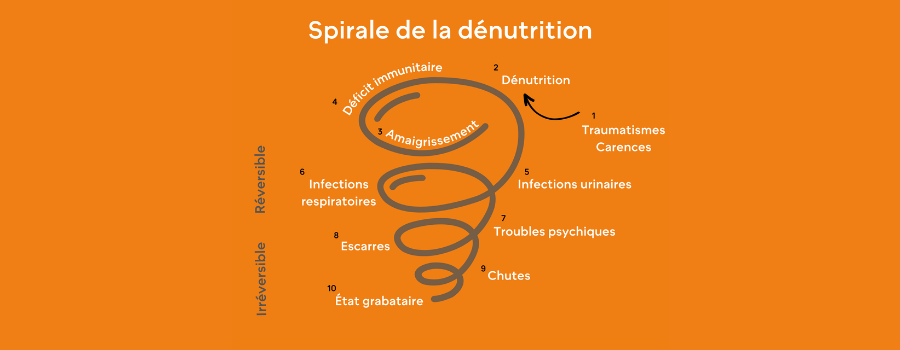 Dénutrition chez les seniors : stratégies efficaces pour éviter ce déséquilibre nutritionnel