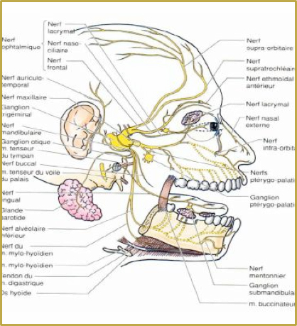 Migraine et mâchoire : explorer un lien insoupçonné pour soulager vos douleurs