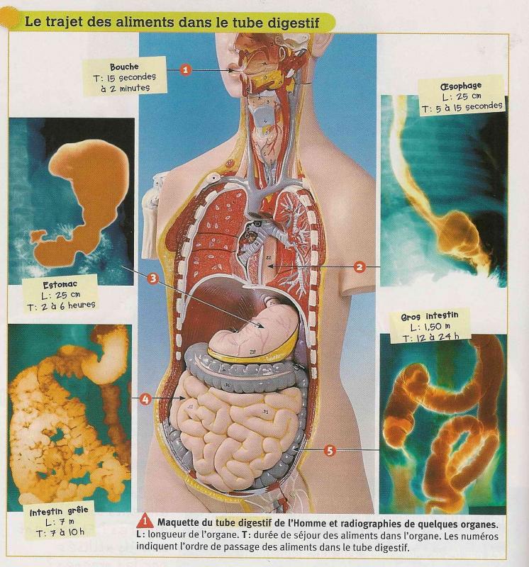 Quelle est la durée réelle de la digestion après un repas ?
