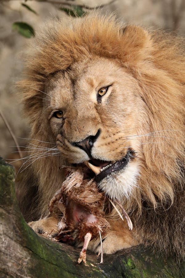 Régime Lion : est-il possible de survivre uniquement grâce à la viande ?